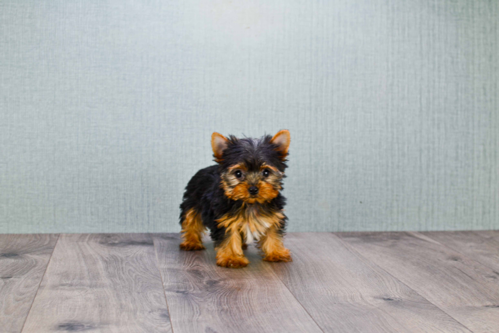 Meet Giselle - our Yorkshire Terrier Puppy Photo 