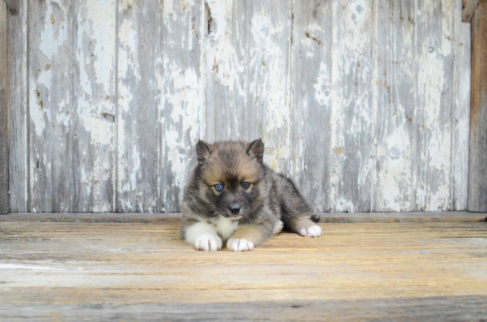 Playful Mini Husky Designer Puppy