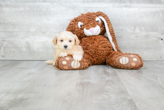 Maltipoo Puppy for Adoption