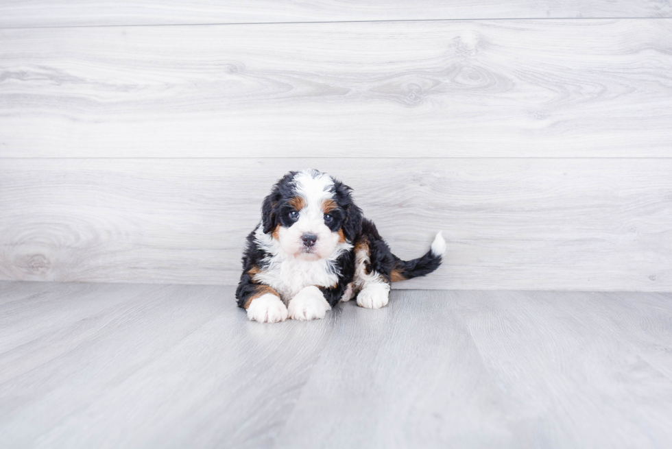 Mini Bernedoodle Pup Being Cute