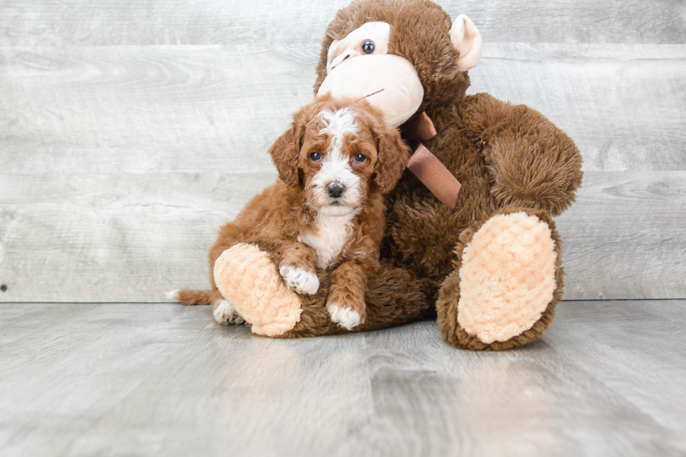 Funny Mini Goldendoodle Poodle Mix Pup