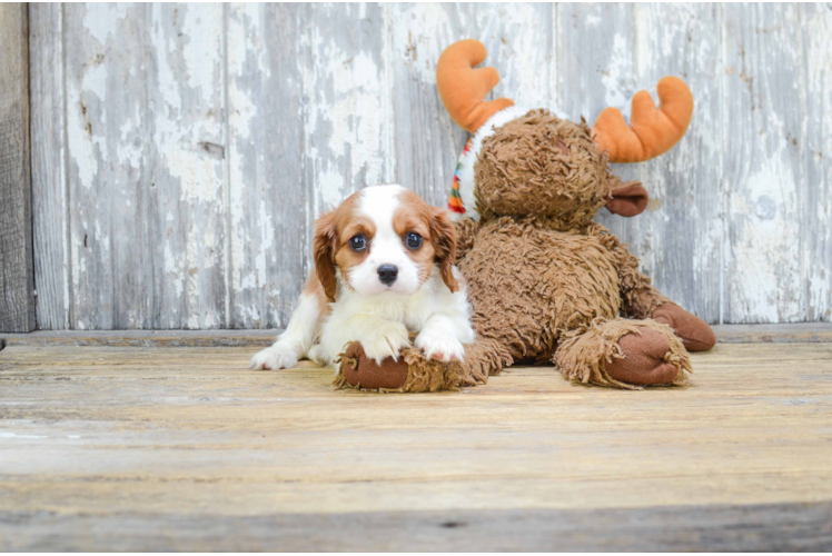 Funny Cavalier King Charles Spaniel Baby