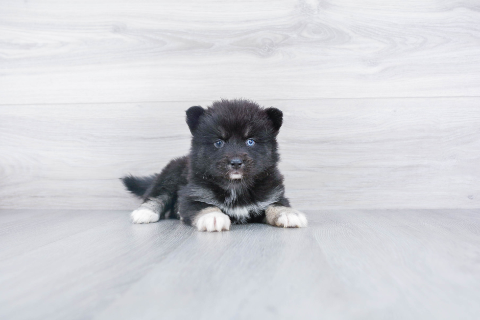 Smart Pomsky Designer Pup