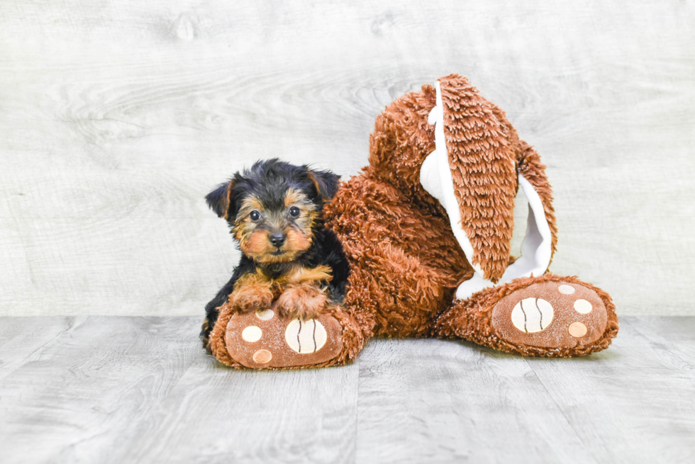 Meet Ruger - our Yorkshire Terrier Puppy Photo 