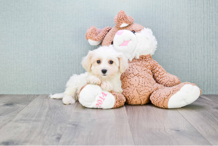 Best Cavachon Baby