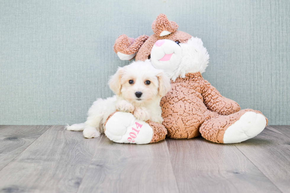 Best Cavachon Baby