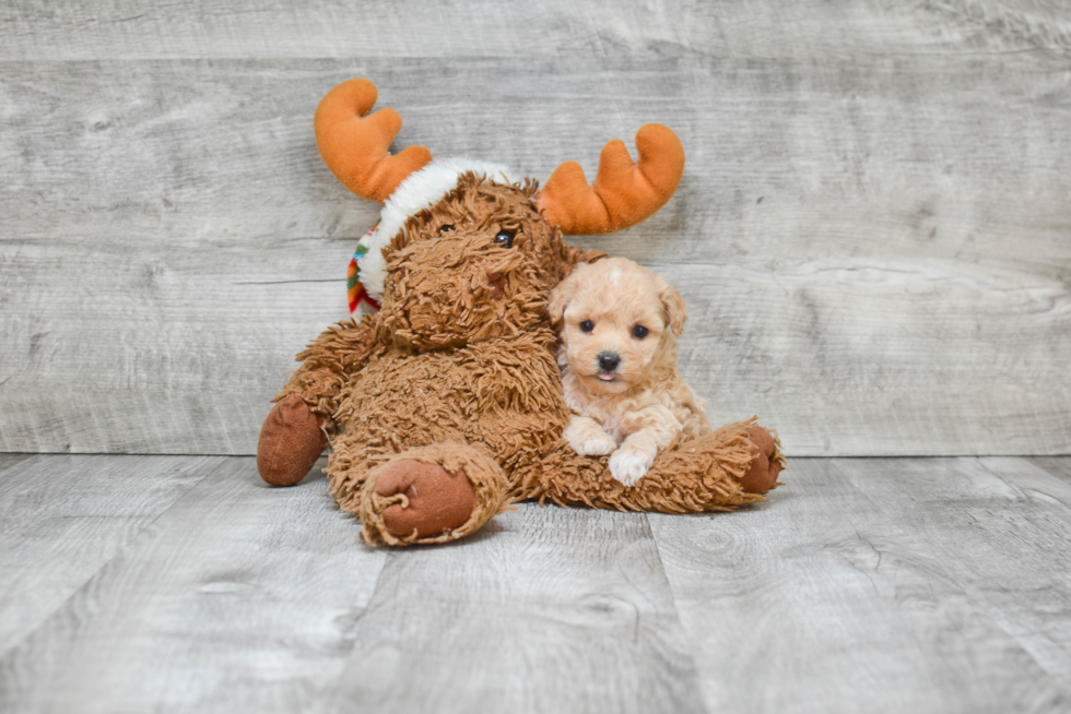 Popular Maltipoo Poodle Mix Pup