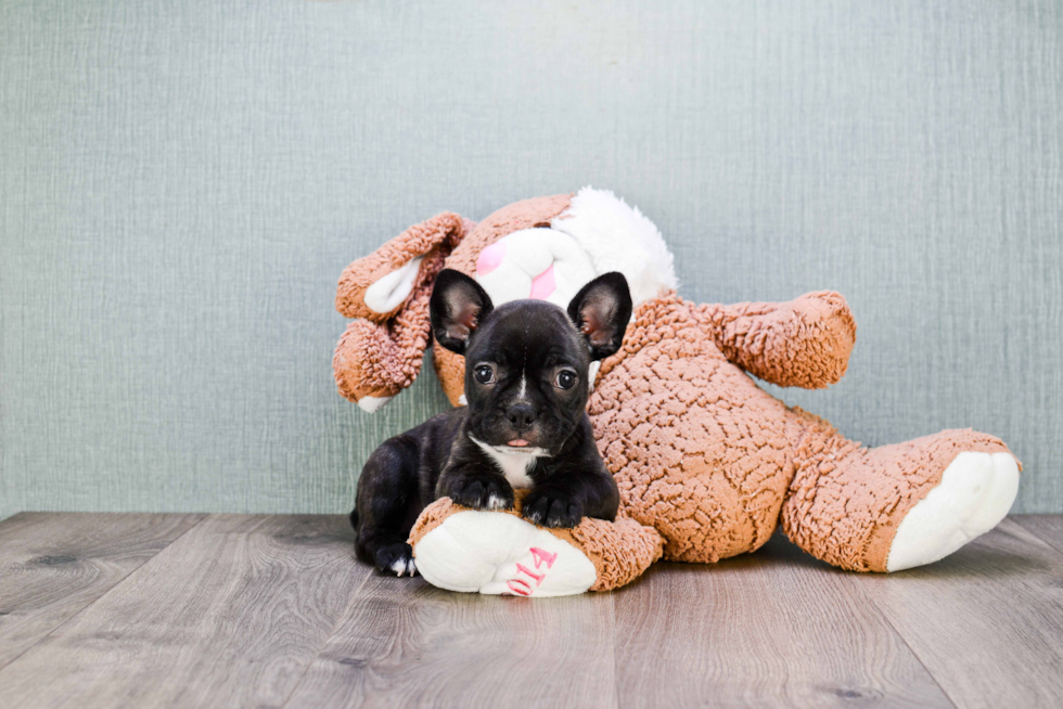 French Bulldog Puppy for Adoption