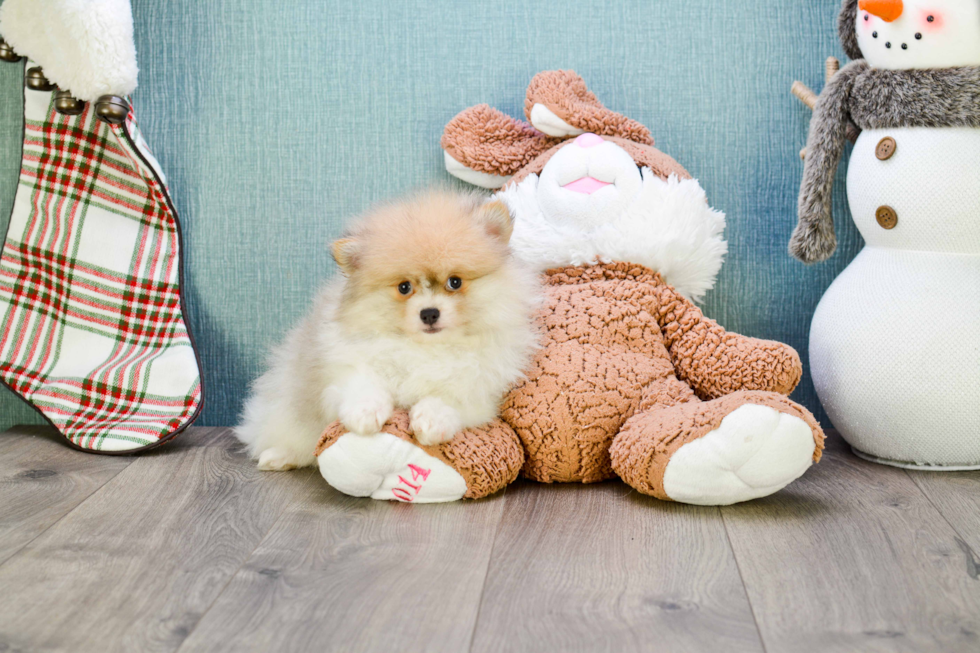 Pomeranian Puppy for Adoption