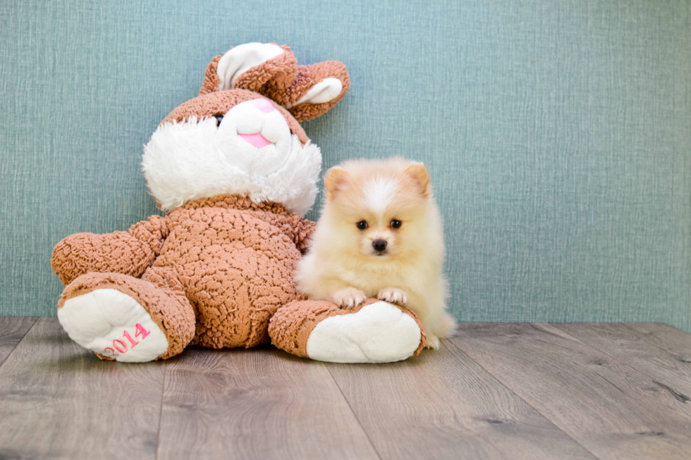 Playful Pomeranian Baby