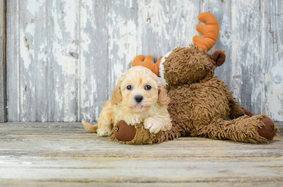 Cavapoo Pup Being Cute