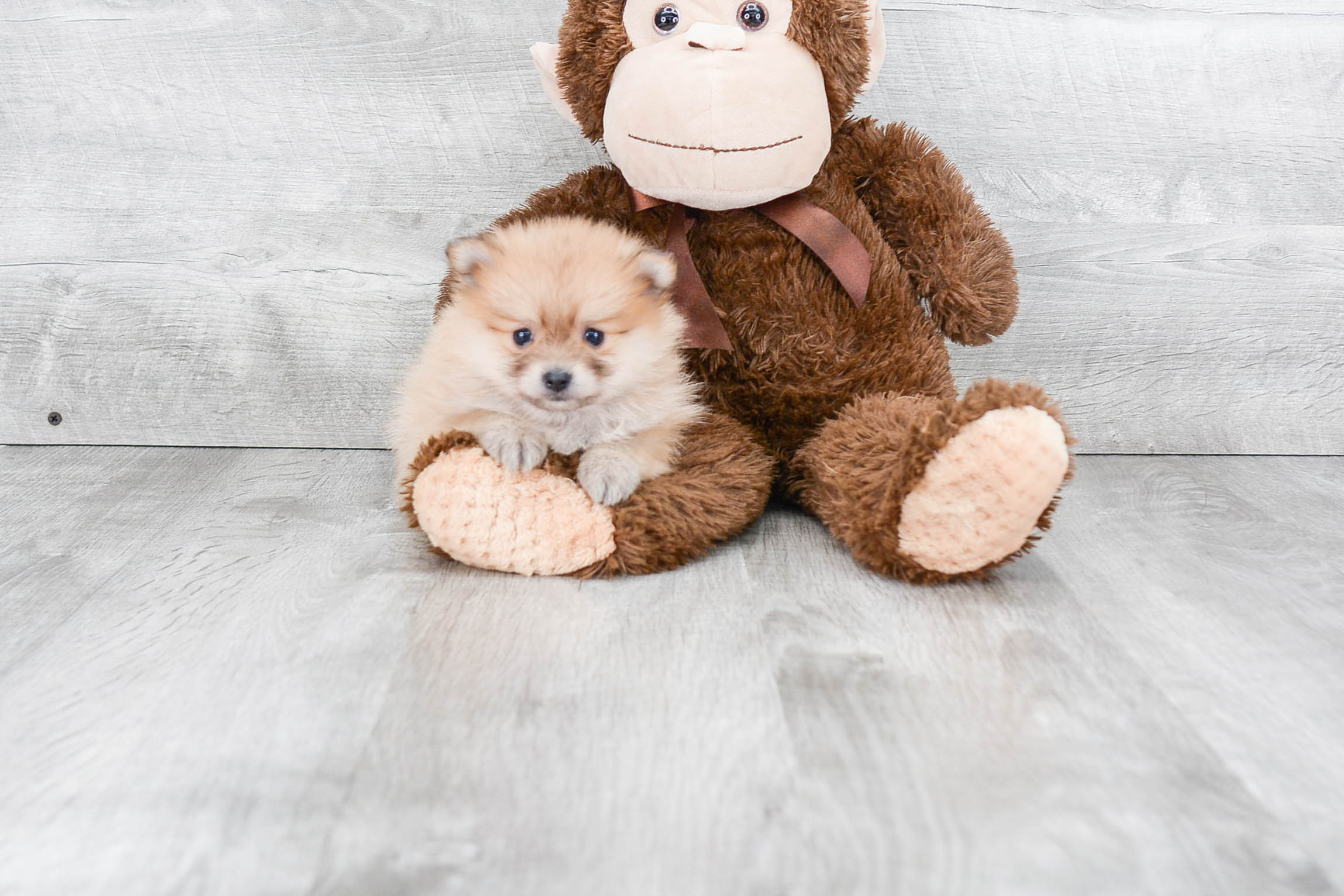 Pomeranian Pup Being Cute