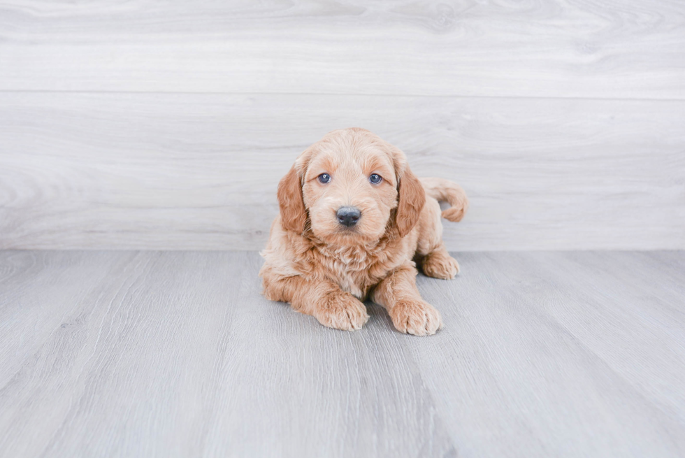 Mini Goldendoodle Puppy for Adoption