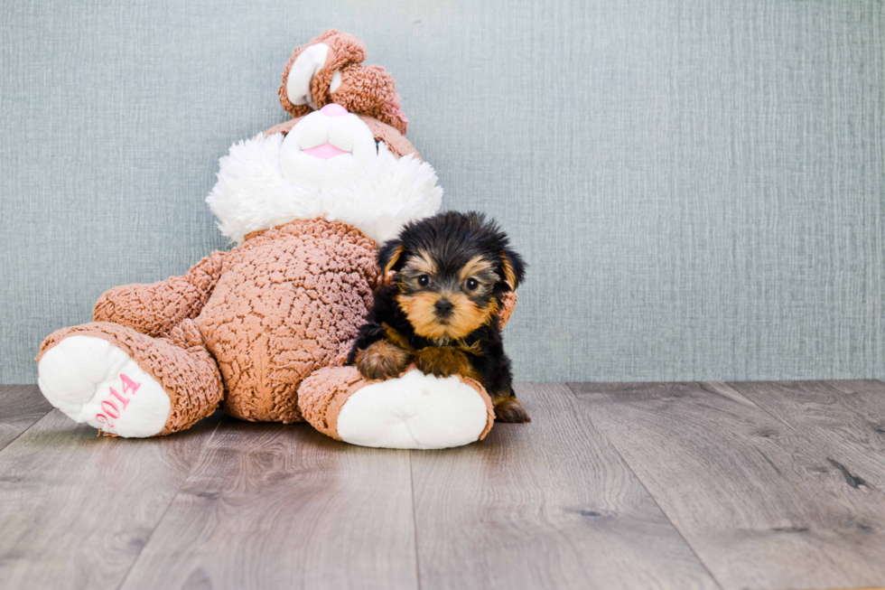 Meet Nugget - our Yorkshire Terrier Puppy Photo 