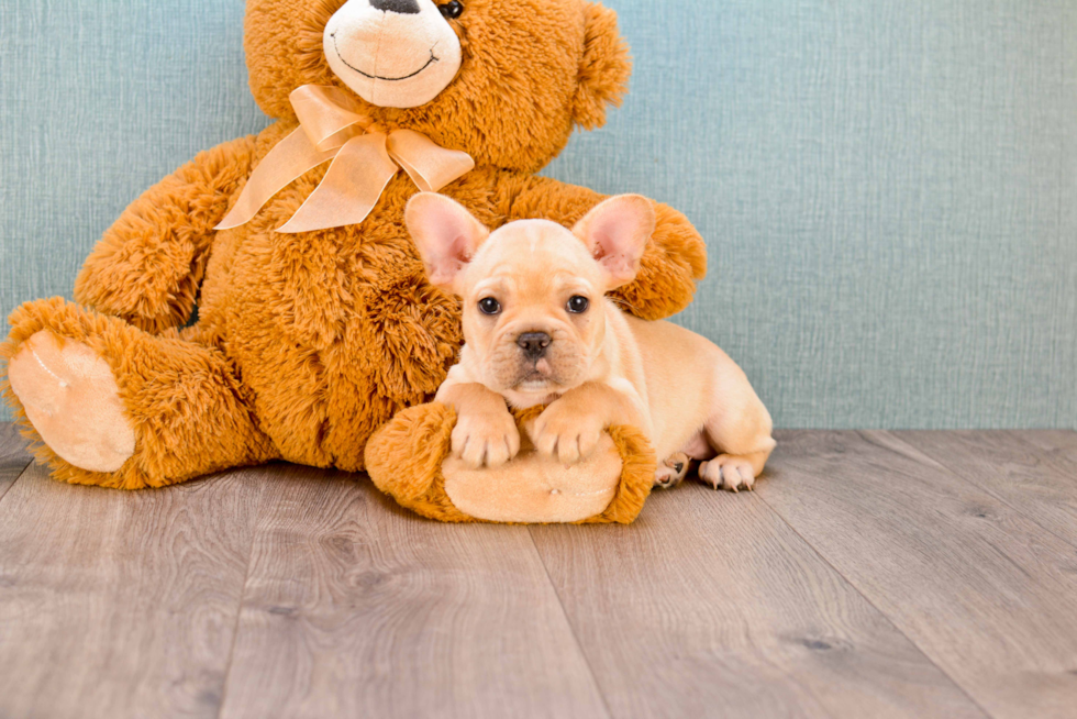 Energetic Frenchie Purebred Puppy