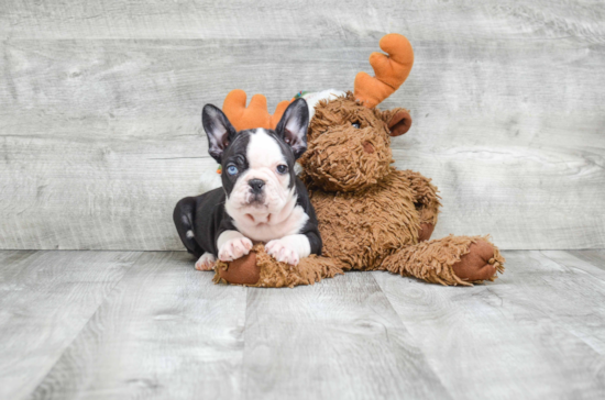 Funny French Bulldog Purebred Pup