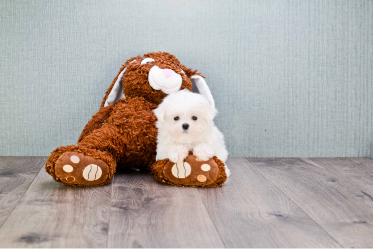 Energetic Maltese Purebred Puppy