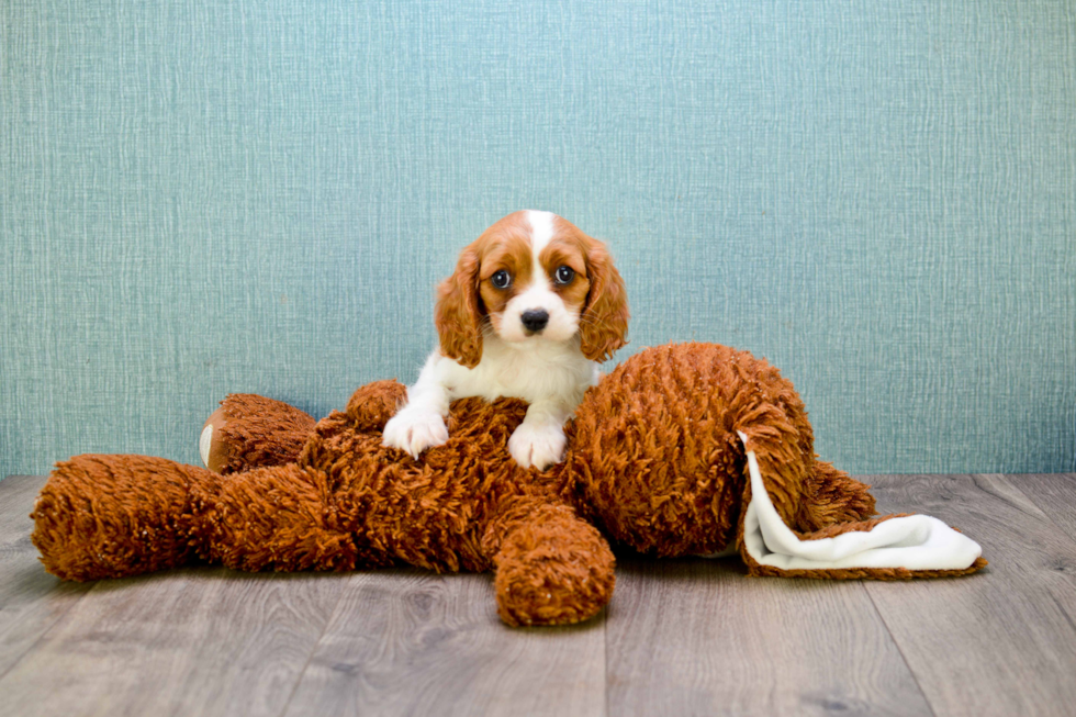 Akc Registered Cavalier King Charles Spaniel Purebred Pup