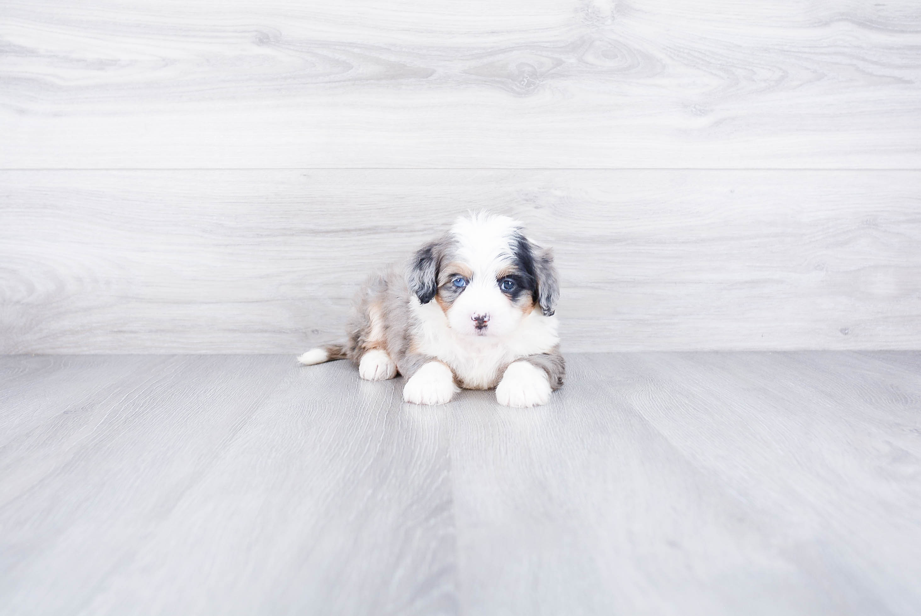 Happy Mini Bernedoodle Baby