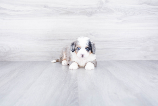 Happy Mini Bernedoodle Baby