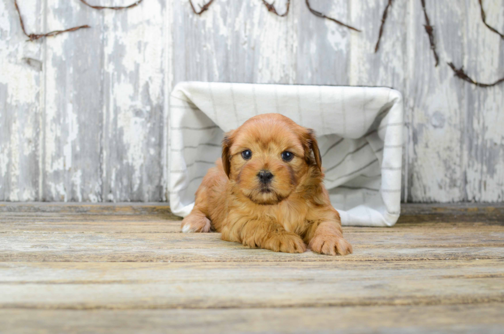 Shorkie Pup Being Cute