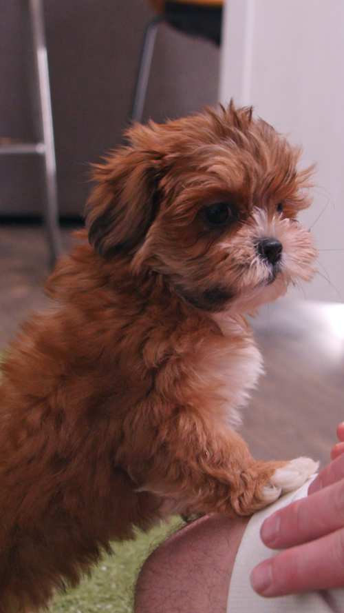 Premier Pups  Why Families Love Teddy Bear Puppies | They adapt to almost any lifestyle. Trending Video