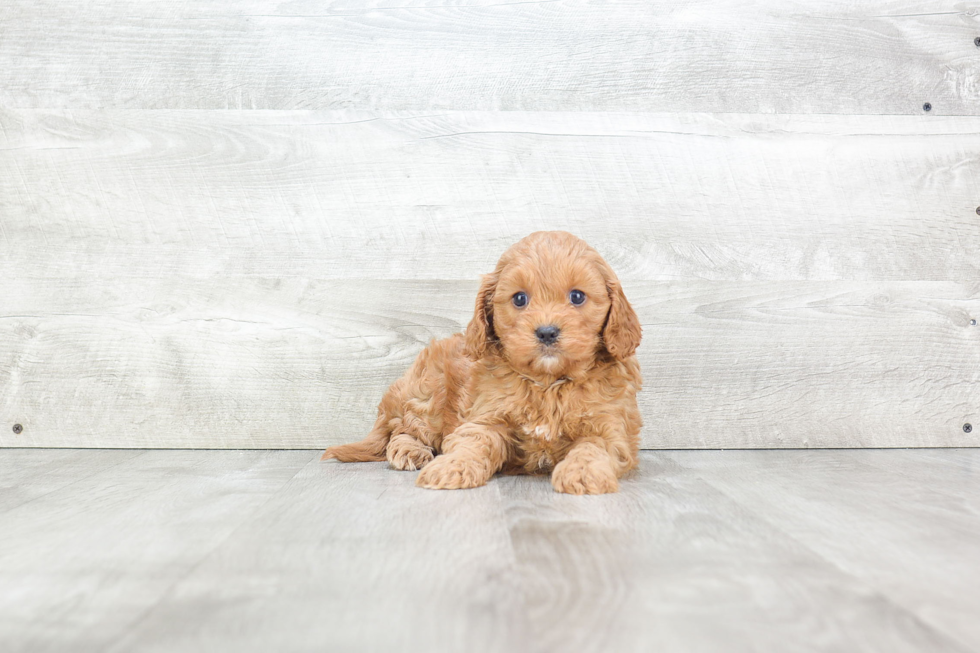 Hypoallergenic Cavoodle Poodle Mix Puppy