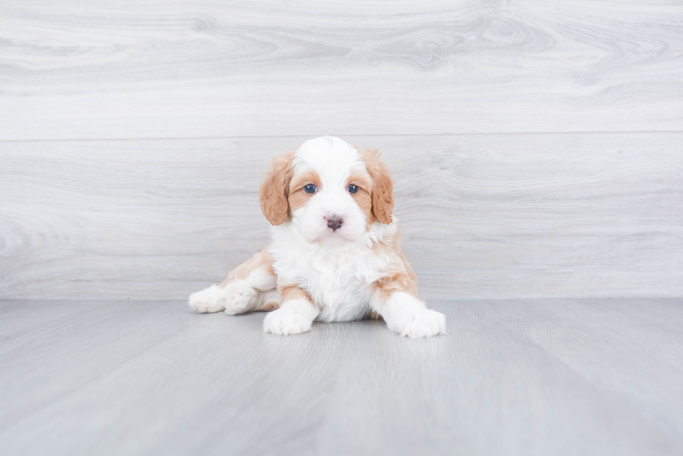 Mini Bernedoodle Pup Being Cute