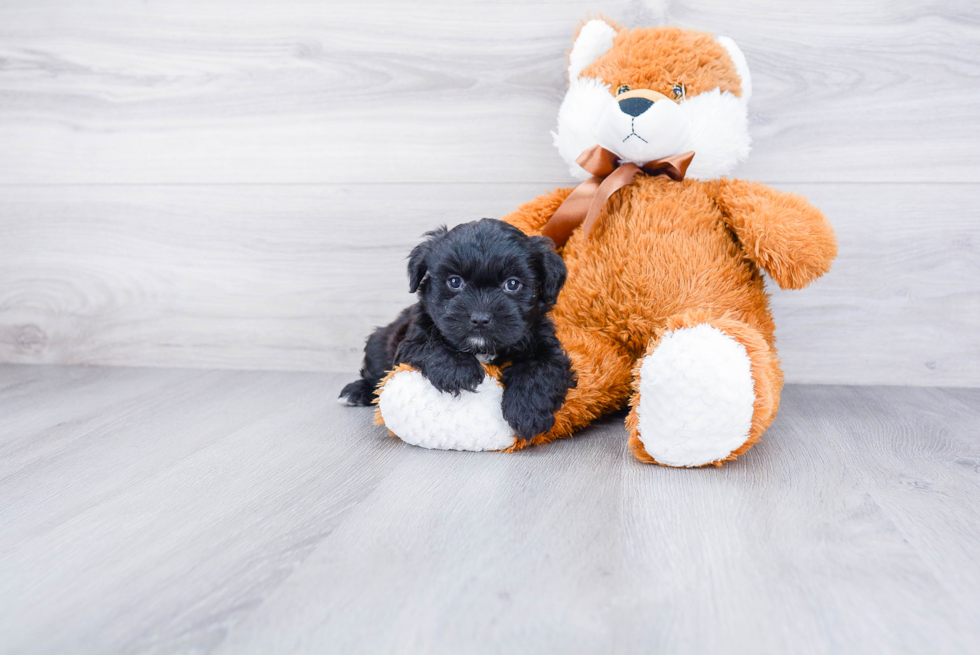 Teddy Bear Puppy for Adoption