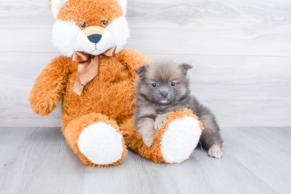 Energetic Pomeranian Purebred Puppy