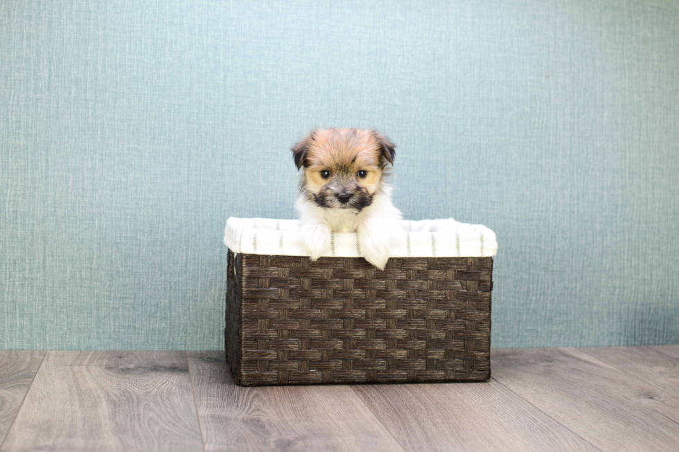 Hypoallergenic Yorkie Designer Puppy