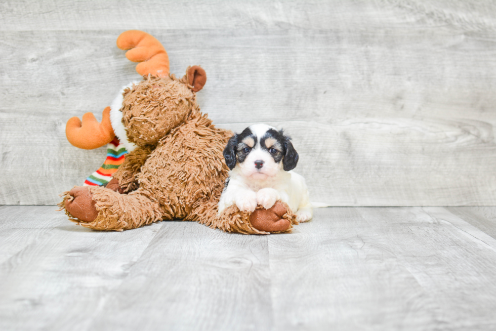 Funny Cavachon Designer Pup