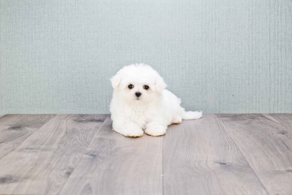 Friendly Maltese Baby