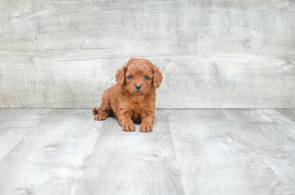 Cavapoo Pup Being Cute