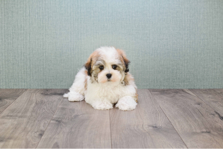 Havanese Puppy for Adoption