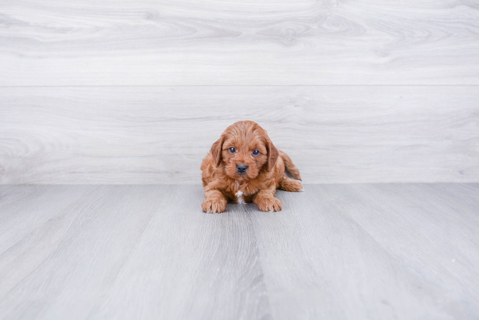 Little Cavoodle Poodle Mix Puppy