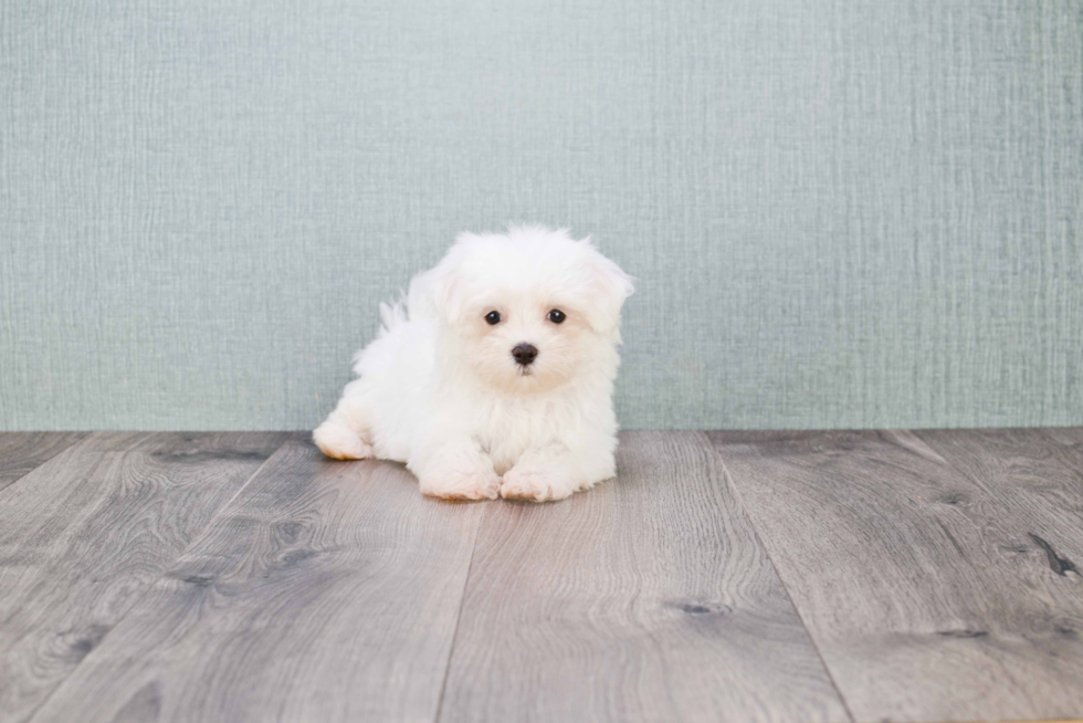 Playful Maltese Baby