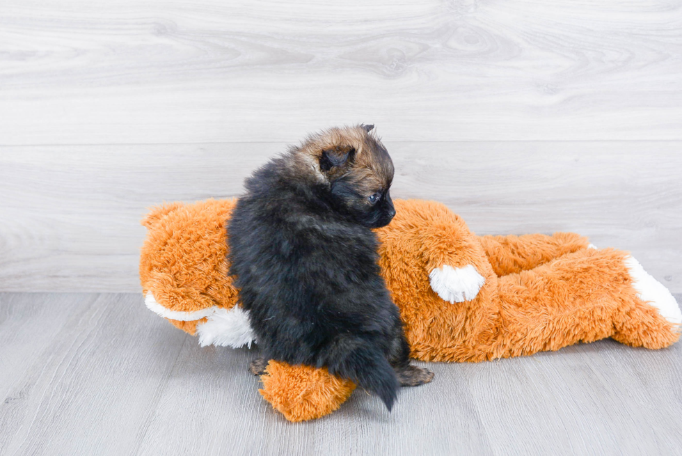 Friendly Pomeranian Baby