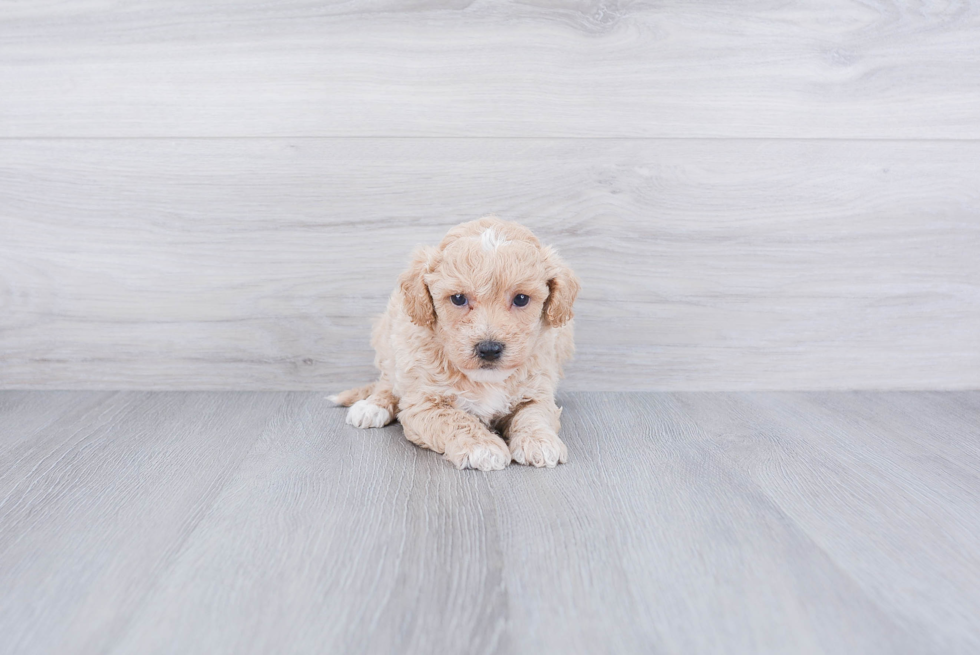 Energetic Maltese Poodle Poodle Mix Puppy