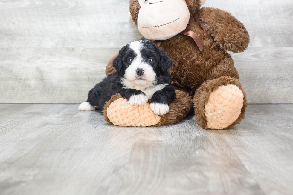 Petite Mini Bernedoodle Poodle Mix Pup