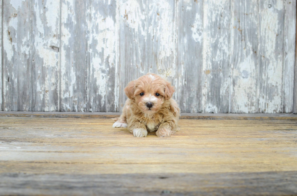 Little Maltese Poodle Poodle Mix Puppy