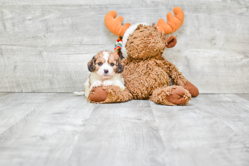 Little Cavalier Designer Puppy