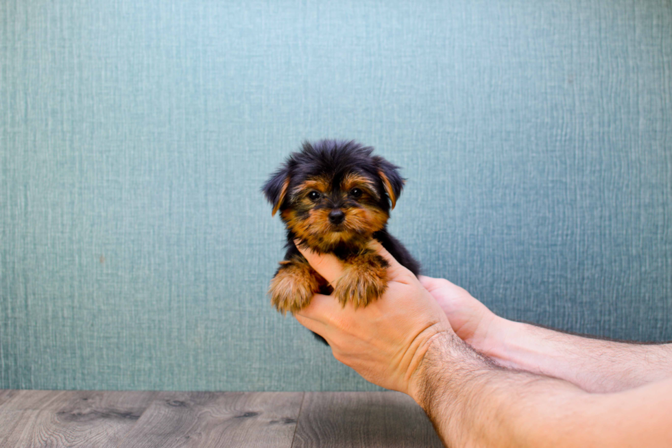 Meet Twinkle - our Yorkshire Terrier Puppy Photo 