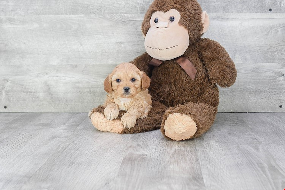 Cavapoo Puppy for Adoption