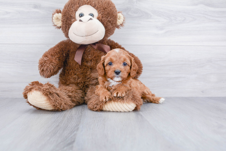 Cavapoo Puppy for Adoption