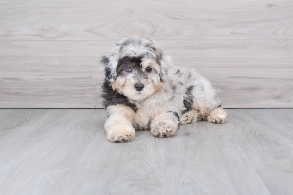 Fluffy Mini Aussiedoodle Poodle Mix Pup