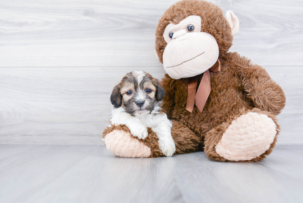 Teddy Bear Pup Being Cute