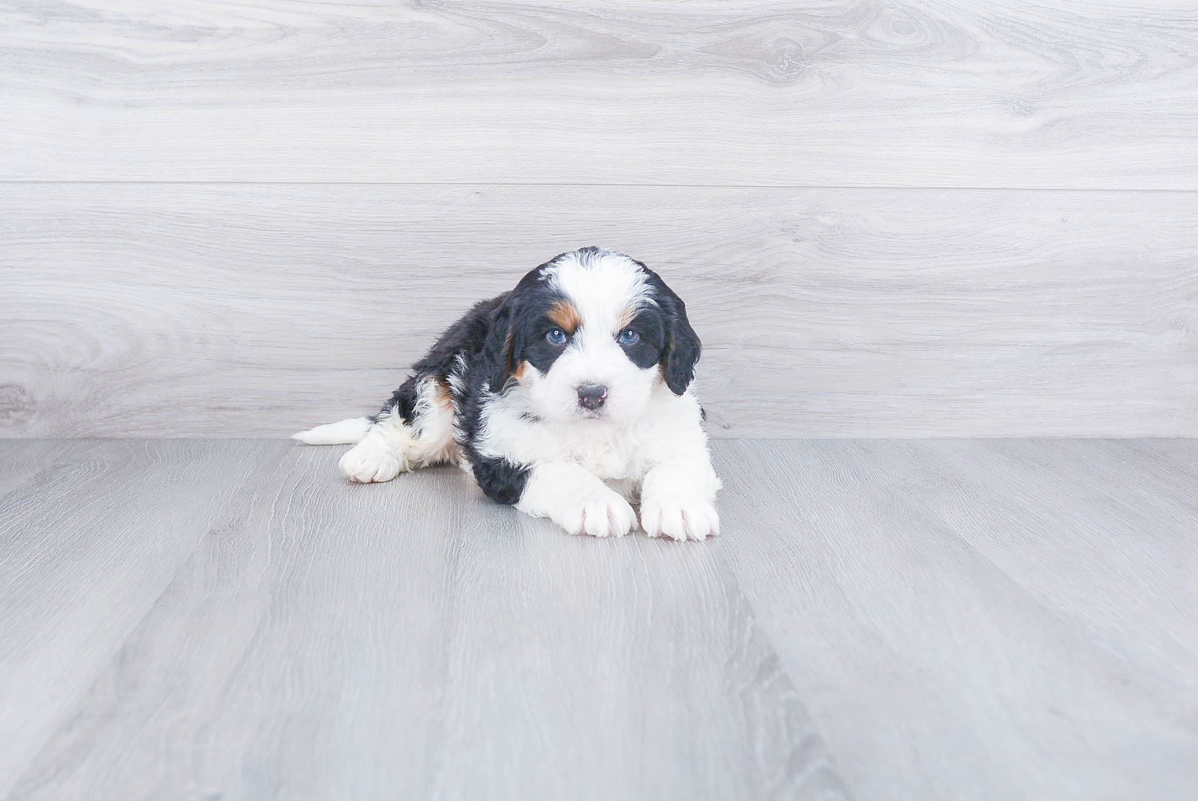 Mini Bernedoodle Puppy for Adoption