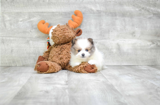 Small Pomeranian Purebred Pup