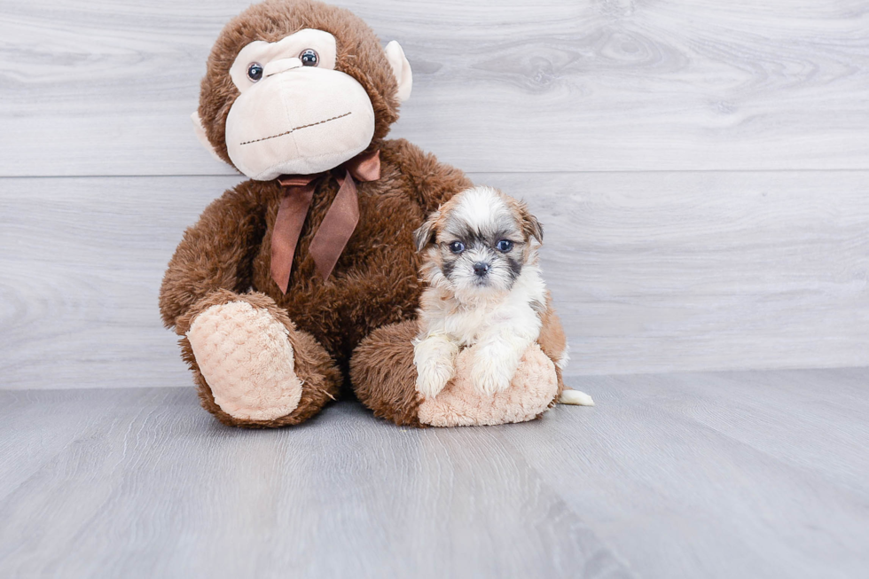 Teddy Bear Puppy for Adoption
